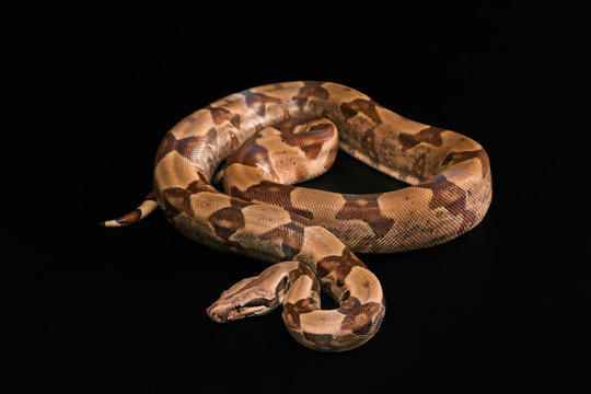 Boa constrictors  isolated on black background