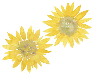 Obraz premium ひまわり 水彩イラスト