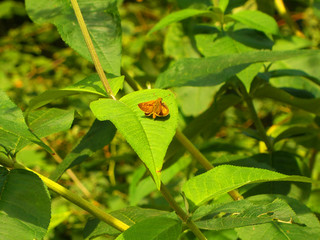 The little butterfly 