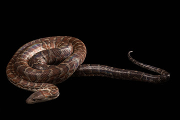 Hispaniolan boa, Chilabothrus or epicrates striatus