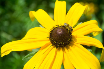 Rudbeckia with bee