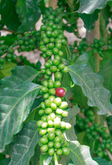 Arabica coffee trees