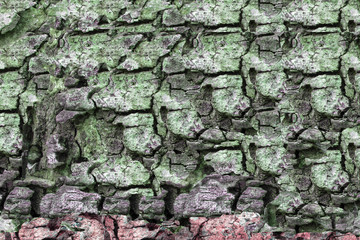 Tree bark texture