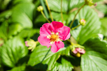 Erdbeerpflanze mit pinken Blüten