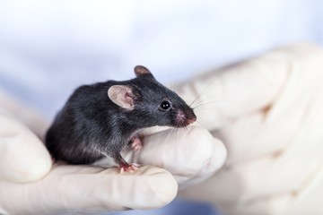 Mouse Laboratory Animal  