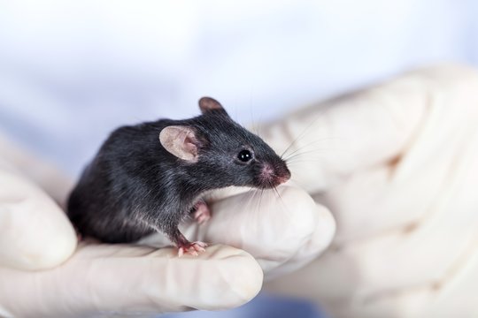 Mouse, Laboratory, Animal.