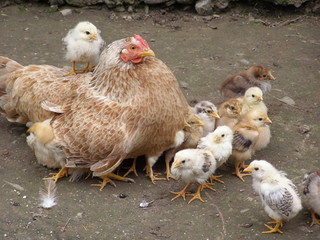 Mother hen is sheltering her chicks