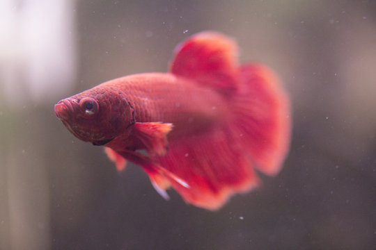 Kampffischm&auml;nnchen