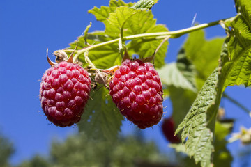 branch of ripe juicy red raspberries