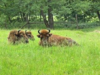 Ruhende Wisente unter Eichen