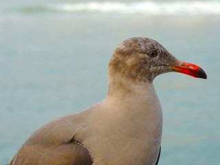 Gull Profile View on Ocean Beach Background