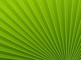 Obraz premium Green wallpapers palm tree