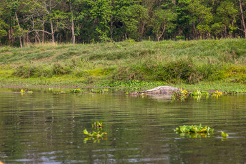 Crocodile in the river