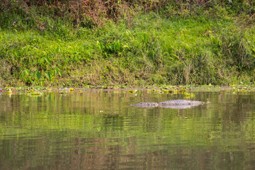 Crocodile in the river