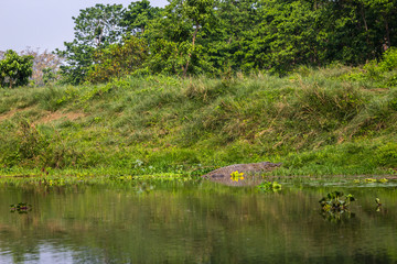 Obraz premium Crocodile in the river