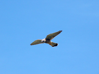 Epervier à la chasse