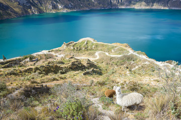 Herd of llamas near Quilotoa crater lake, Ecuador
