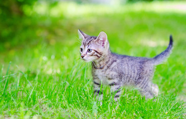 small gray kitten on the grass, outdoor