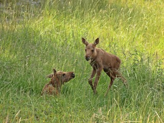 11 Tage alte Elchzwillinge
