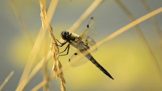 Vierfleck,Libellula quadrimaculata 

