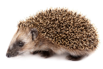 hedgehog isolated. Small mammal with spiny hairs on its back and