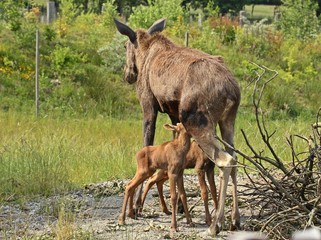 Elchkuh (Alces alces) säugt ihre 11 Tage alten Zwillinge 