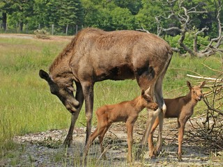 Naklejka na ściany i meble Elchkuh (Alces alces) mit 11 Tage alten Zwillingen 