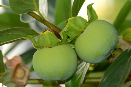 Coppia dei cachi acerbi