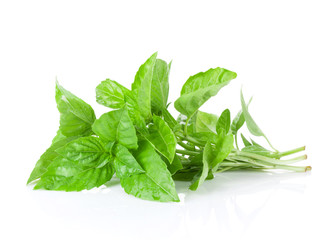 Fresh garden herbs. Green basil