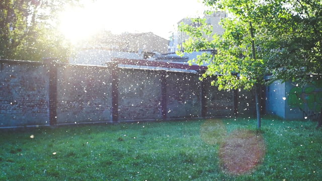 A pollen tsunami in a city park &ndash; surreal, dreamy concept