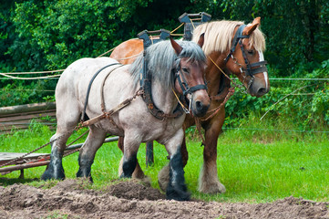 Pferde mit viel Kraft.