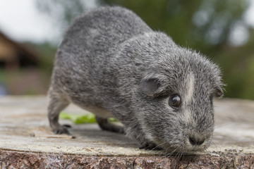 Silber-Agouti Senioren-Meerschweinchen auf Holzstamm