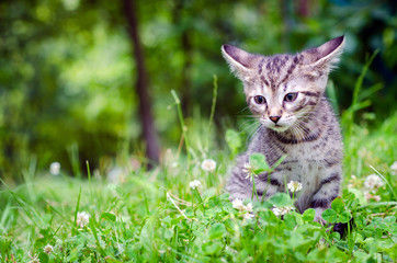 Naklejka na ściany i meble small gray kitten on the grass, outdoor