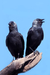  Two Wild Jackdaw