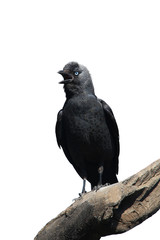 Wild Jackdaw