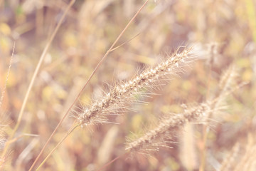 blurred nature vintage tone background