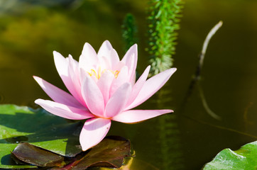 lotus flower