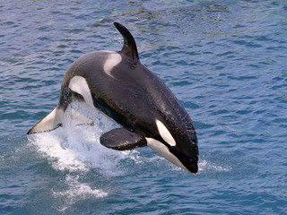 Fototapeta premium Killer whale jumping out of water