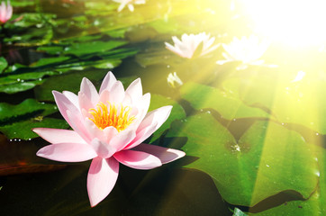 lotus flower