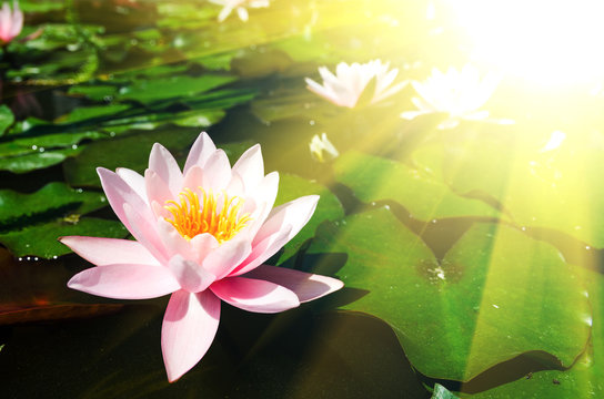 Fototapeta lotus flower