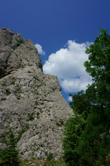 landscape mountain, forest