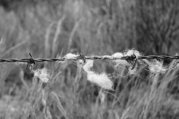 sheep wool on barbed wire