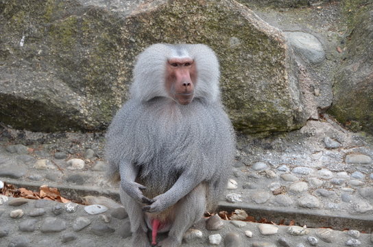 Grey Baboon