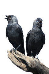  Two Wild Jackdaw