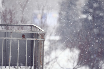 Winter balcony sparrow