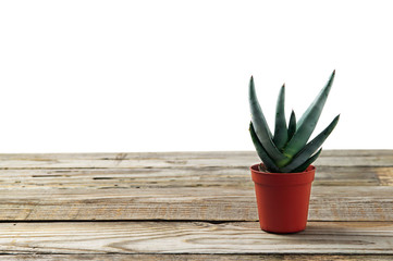 cactus in a pot on a wooden table isolated on a white background