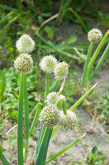 green onions grow in the garden