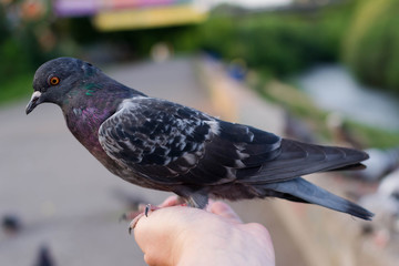 Pigeon sitting in a person's hand
