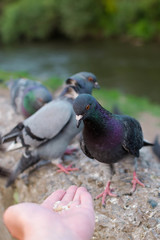 Fototapeta premium Pigeons peck grain from human hands
