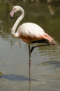flamingo standing on one leg